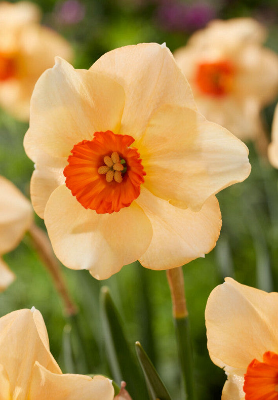 Nárcisz – Altruist – 14/16