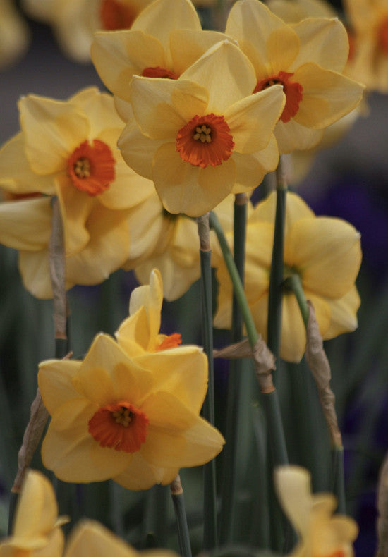 Nárcisz – Altruist – 14/16