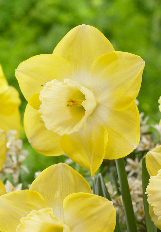 Nárcisz – Avalon – 14/16