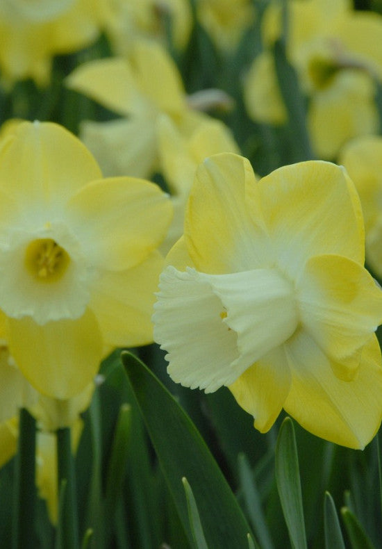 Nárcisz – Avalon – 14/16