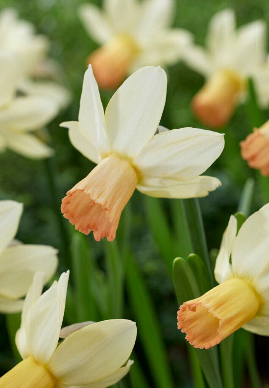 Nárcisz – Carice – 12/14