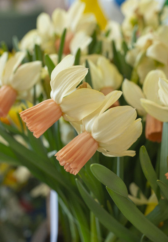 Nárcisz – Carice – 12/14