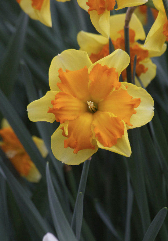 Nárcisz – Congress – 12/14