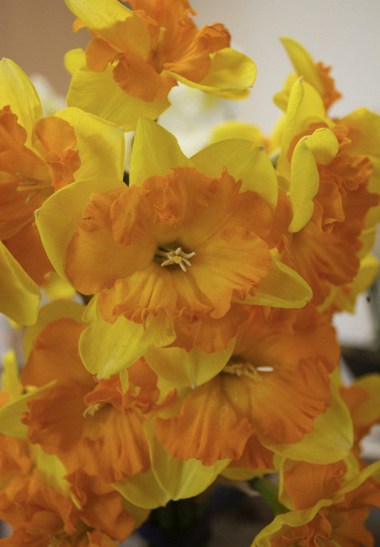 Nárcisz – Congress – 12/14