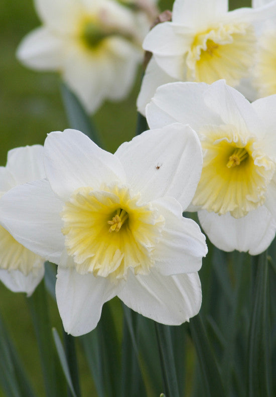 Nárcisz – Ice Follies – 14/16