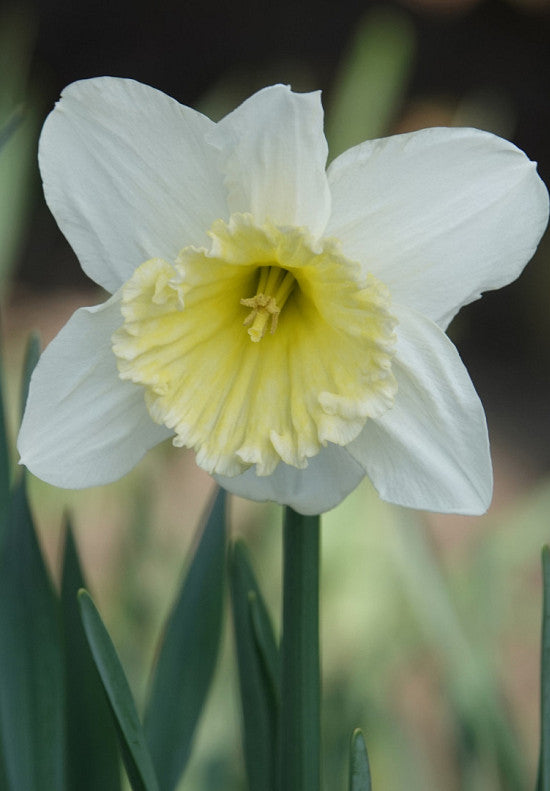 Nárcisz – Ice Follies – 14/16