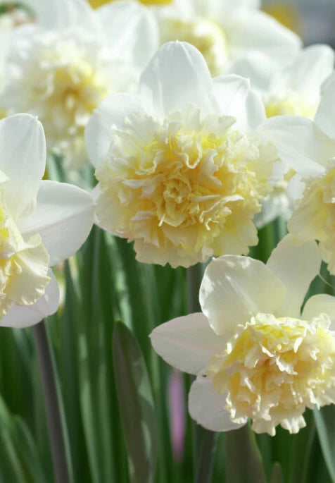 Nárcisz – Ice King – 14/16