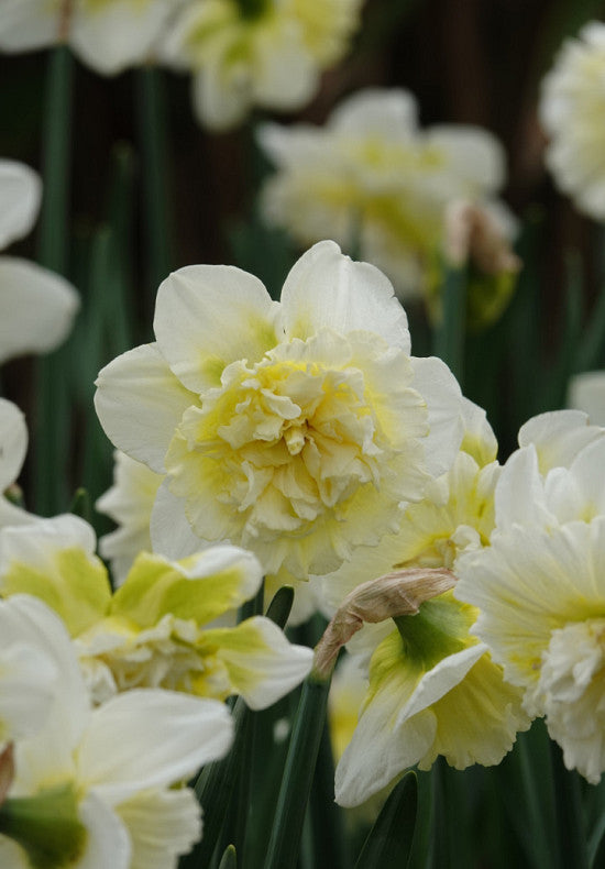 Nárcisz – Ice King – 14/16