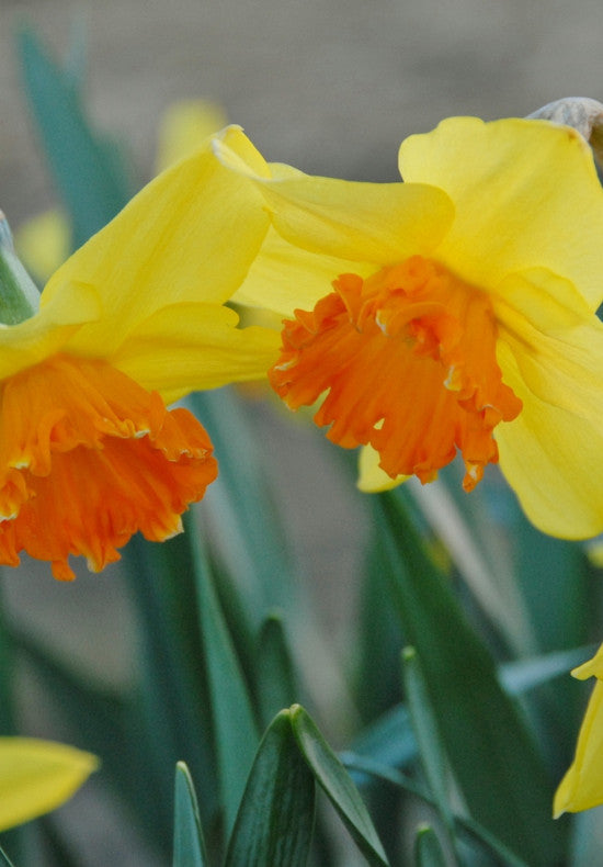 Nárcisz – Juanita – 14/16