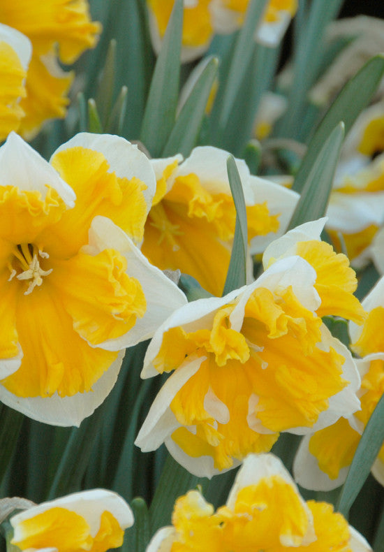 Nárcisz – Orangery – 14/16