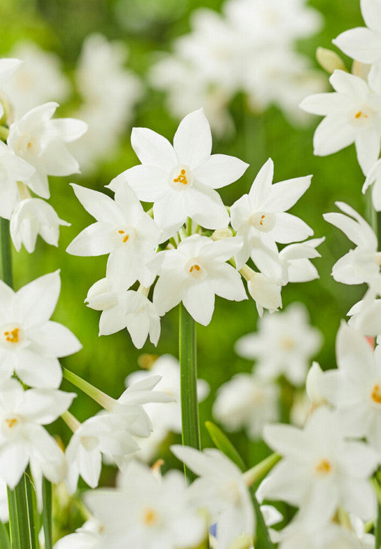 Nárcisz – Paperwhite – 16/18