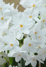 Nárcisz – Paperwhite Ziva – 16/18