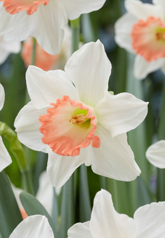 Nárcisz – Pink Charm – 14/16