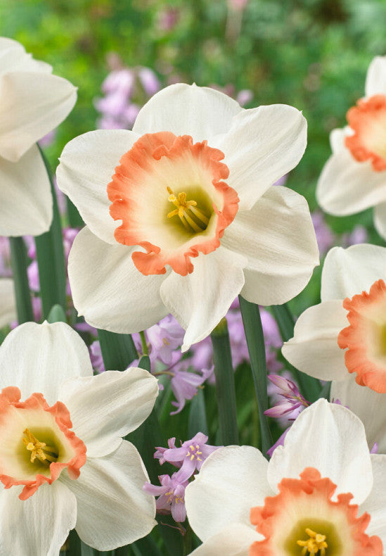 Nárcisz – Pink Charm – 14/16