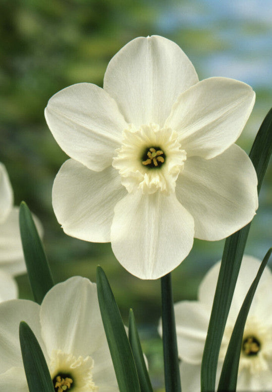 Nárcisz – Princess Zaida – 12/14