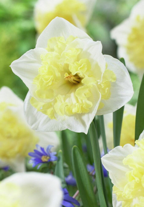 Nárcisz – Printal – 14/16