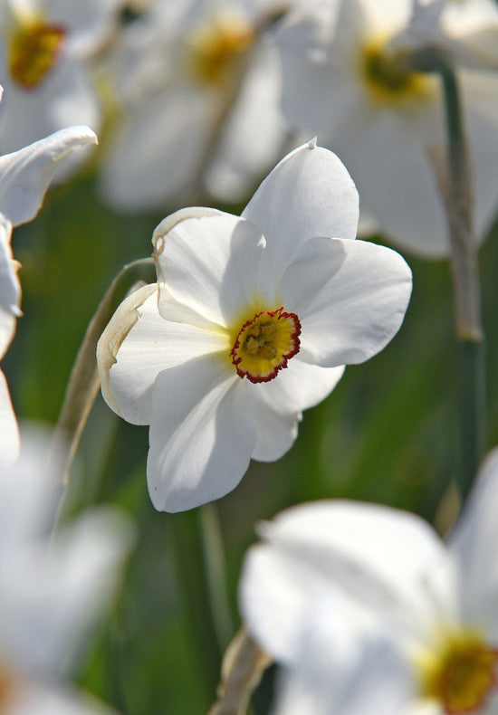 Nárcisz – Recurvus – 14/16