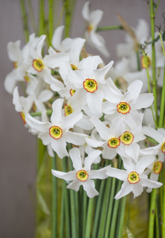 Nárcisz – Recurvus – 14/16