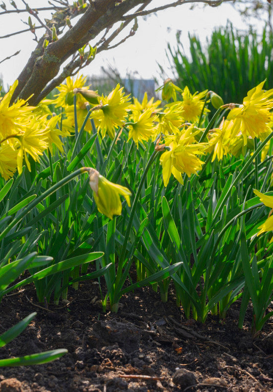 Nárcisz – Rip van Winkle – 12/14