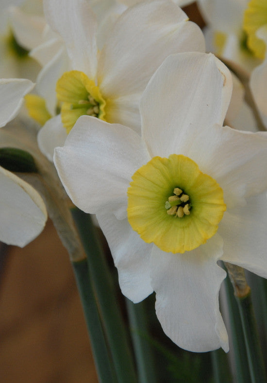 Nárcisz – Sinopel – 12/14