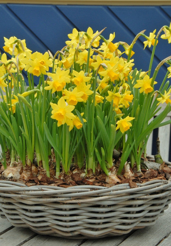 Nárcisz  – Tête-à-Tête – 12/14