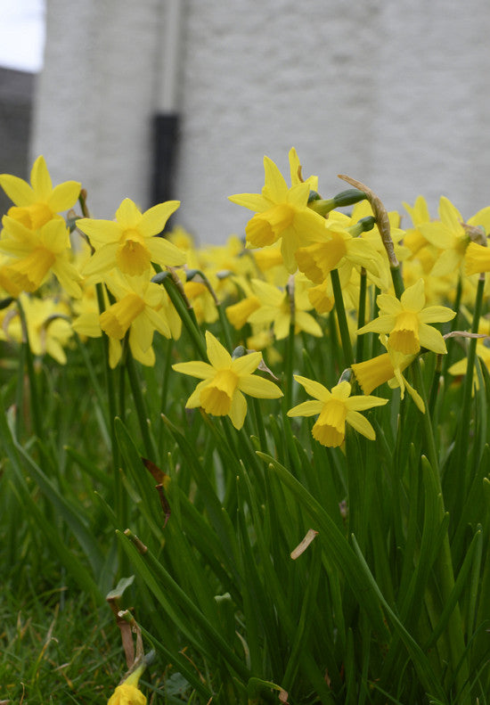 Nárcisz  – Tête-à-Tête – 12/14