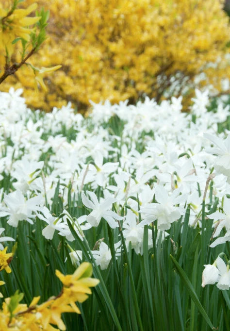 Nárcisz  – Thalia – 12/14