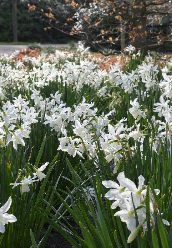 Nárcisz  – Thalia – 12/14