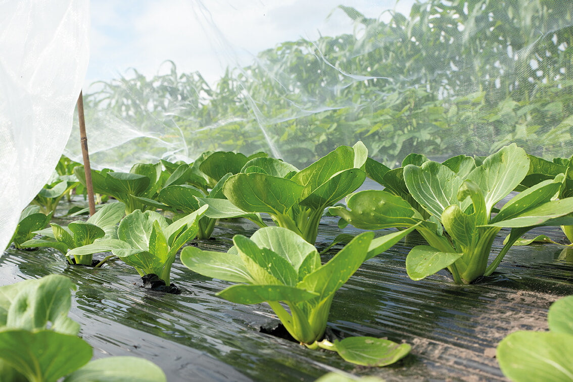 Rovarháló - 2,1 x 4,5 m