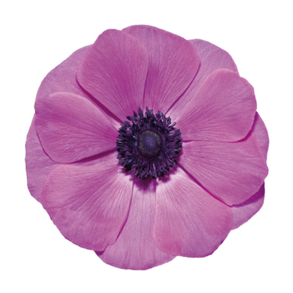 Anemone Fucsia – 2/3+