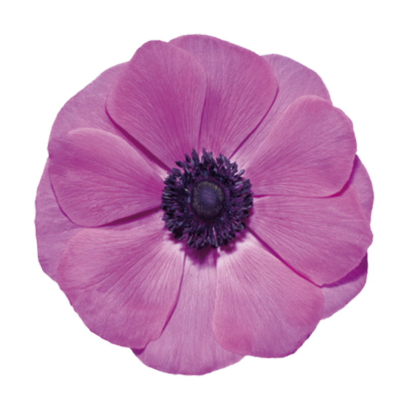 Anemone Fucsia – 2/3+