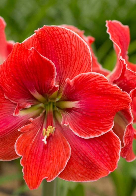 Amaryllis - Magical Touch - 30/32