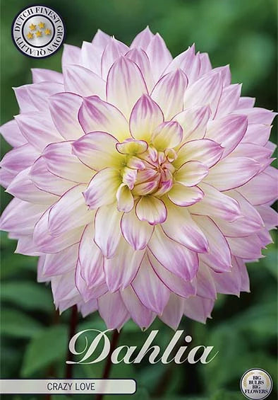 Dahlia - Crazy Love