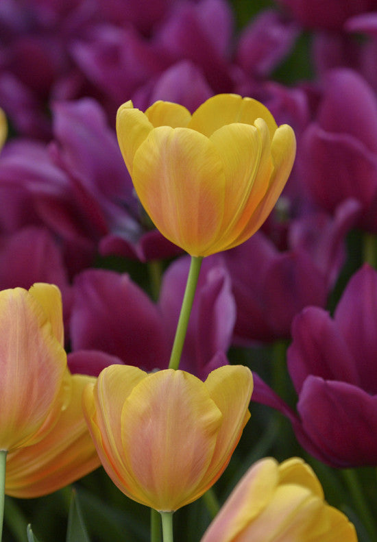 Tulipán Triumph – Belville – 12/+