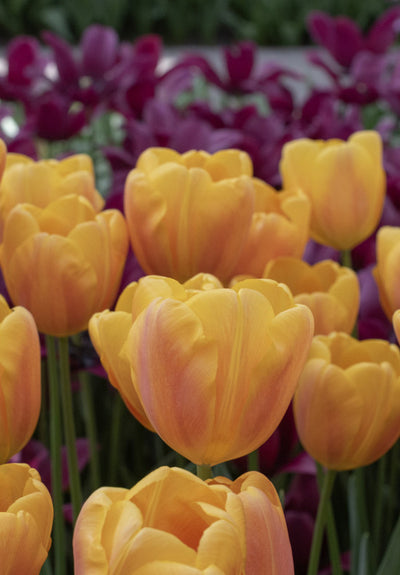 Tulipán Triumph – Belville – 12/+