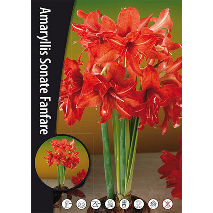 Amarillisz - Sonate Fanfare - 30/32