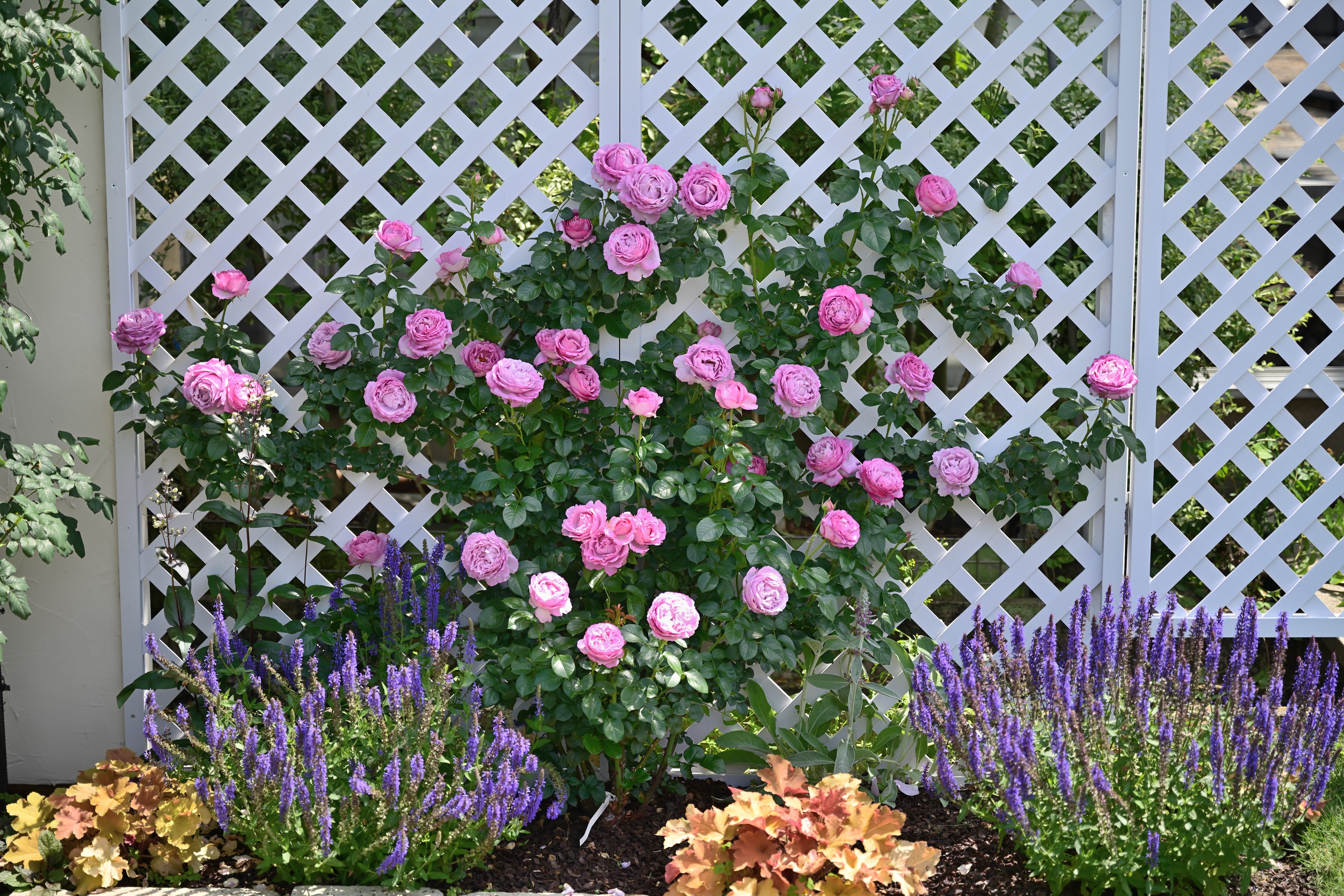 Floribunda Rózsa - Alexandra David Neel®