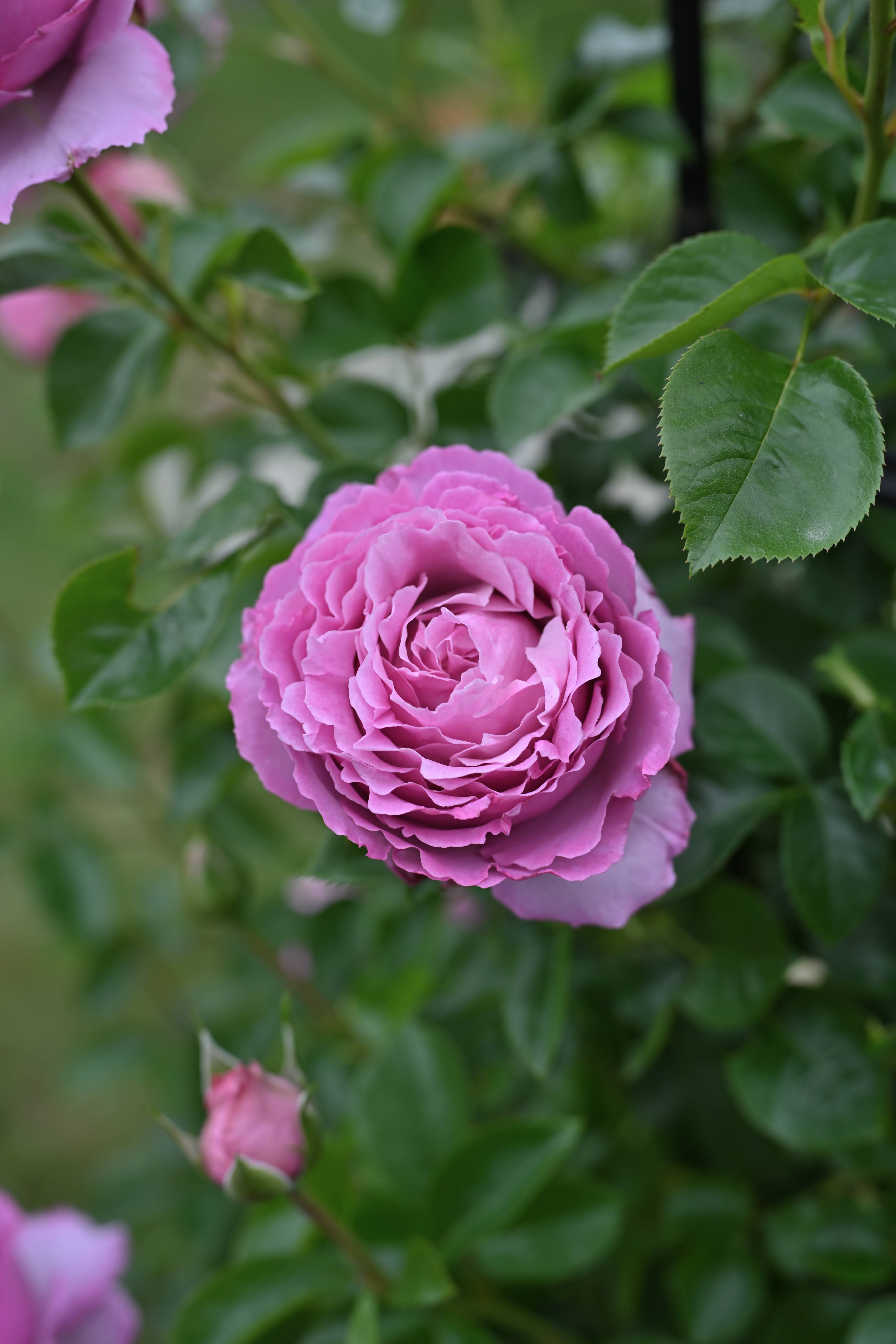 Floribunda Rózsa - Alexandra David Neel®