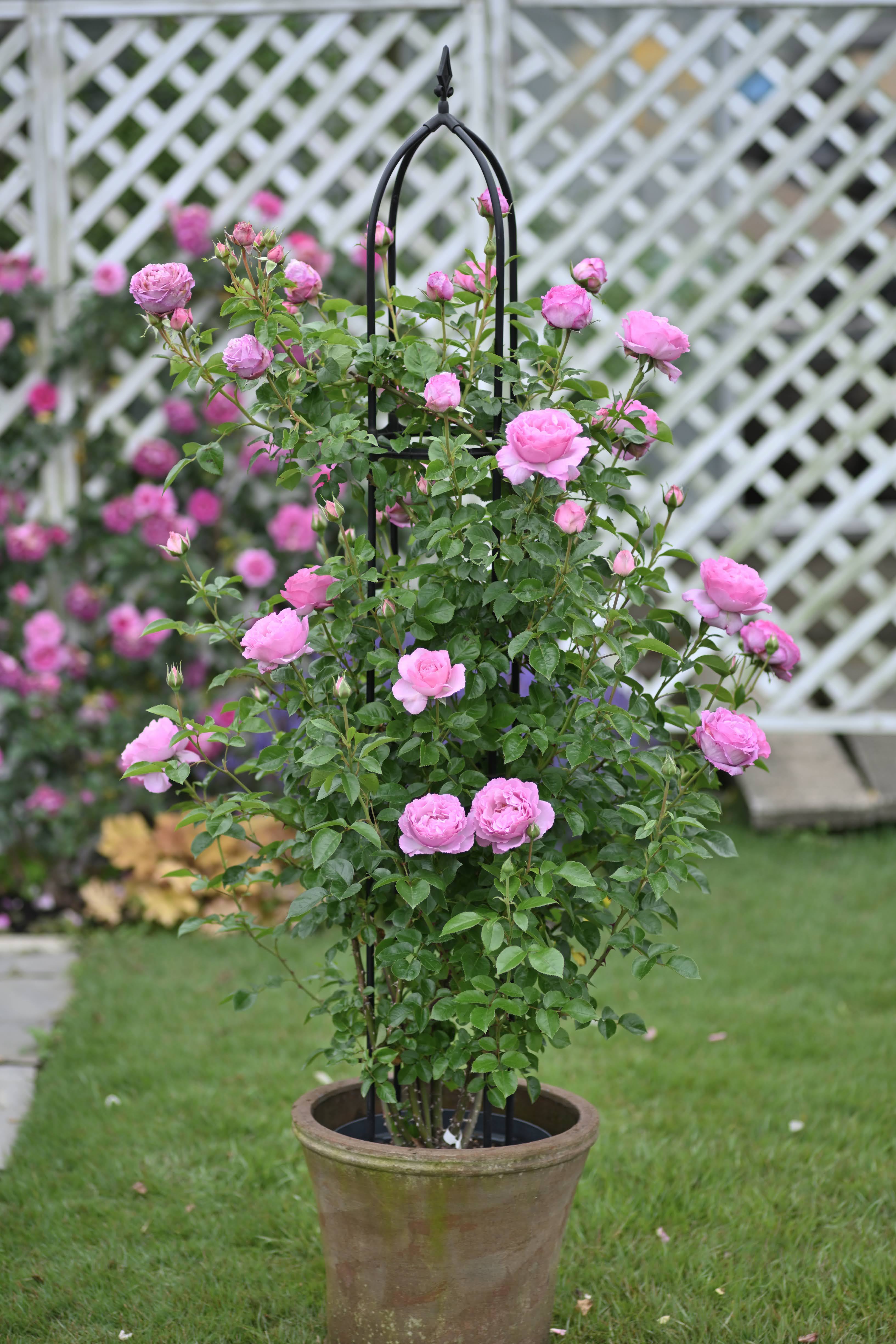 Floribunda Rózsa - Alexandra David Neel®