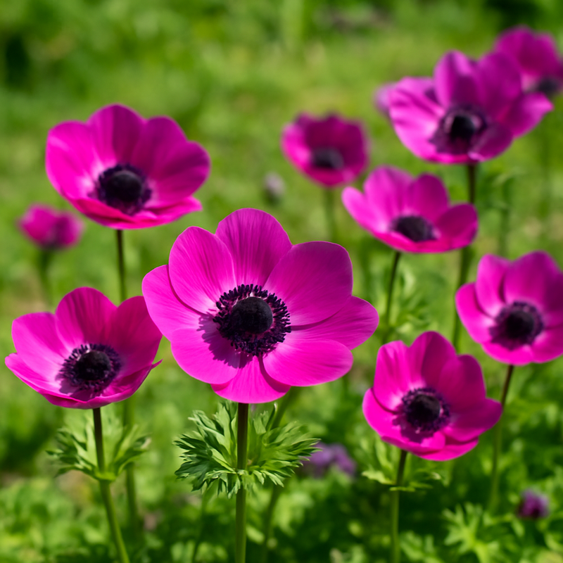 Anemone Cor. Sylphide – 5/6+