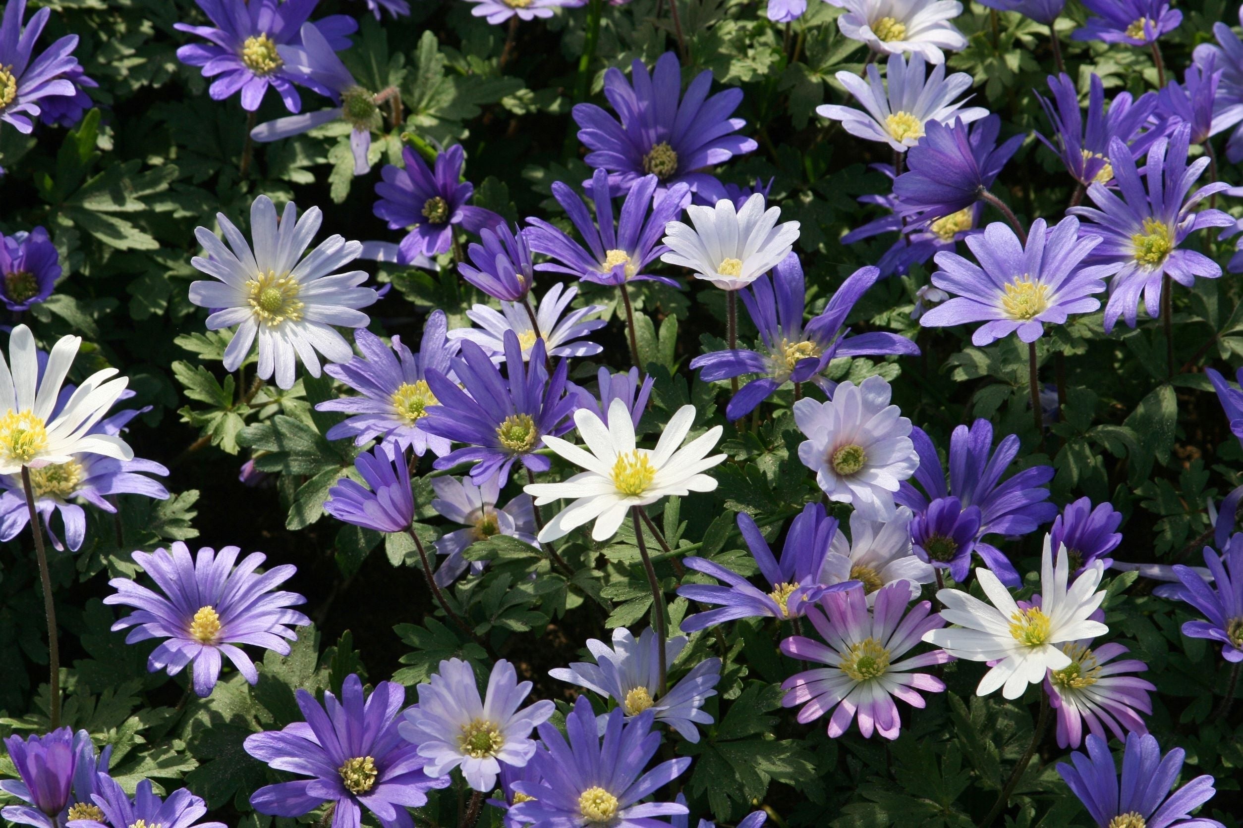 Anemone - Blanda - +5/6