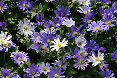 Anemone Blanda - +5/6