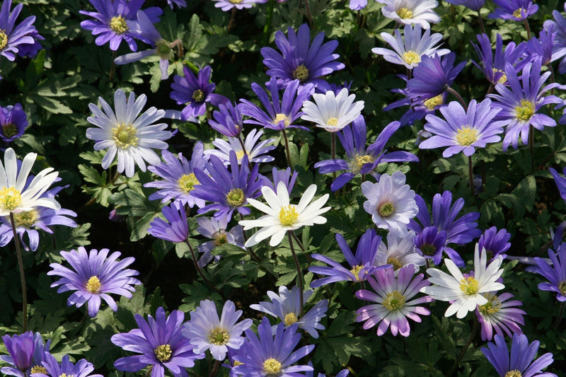 Anemone Blanda - +5/6