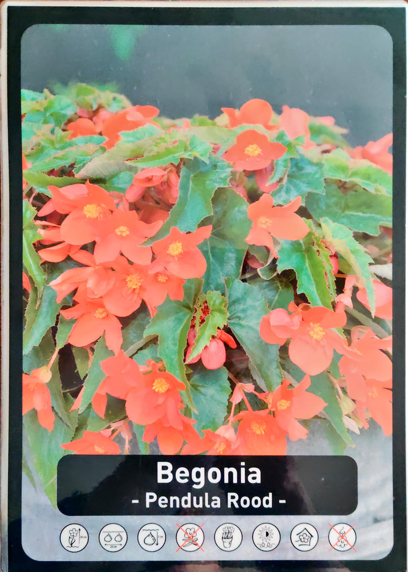 Begonia - Bertini Santa Cruz