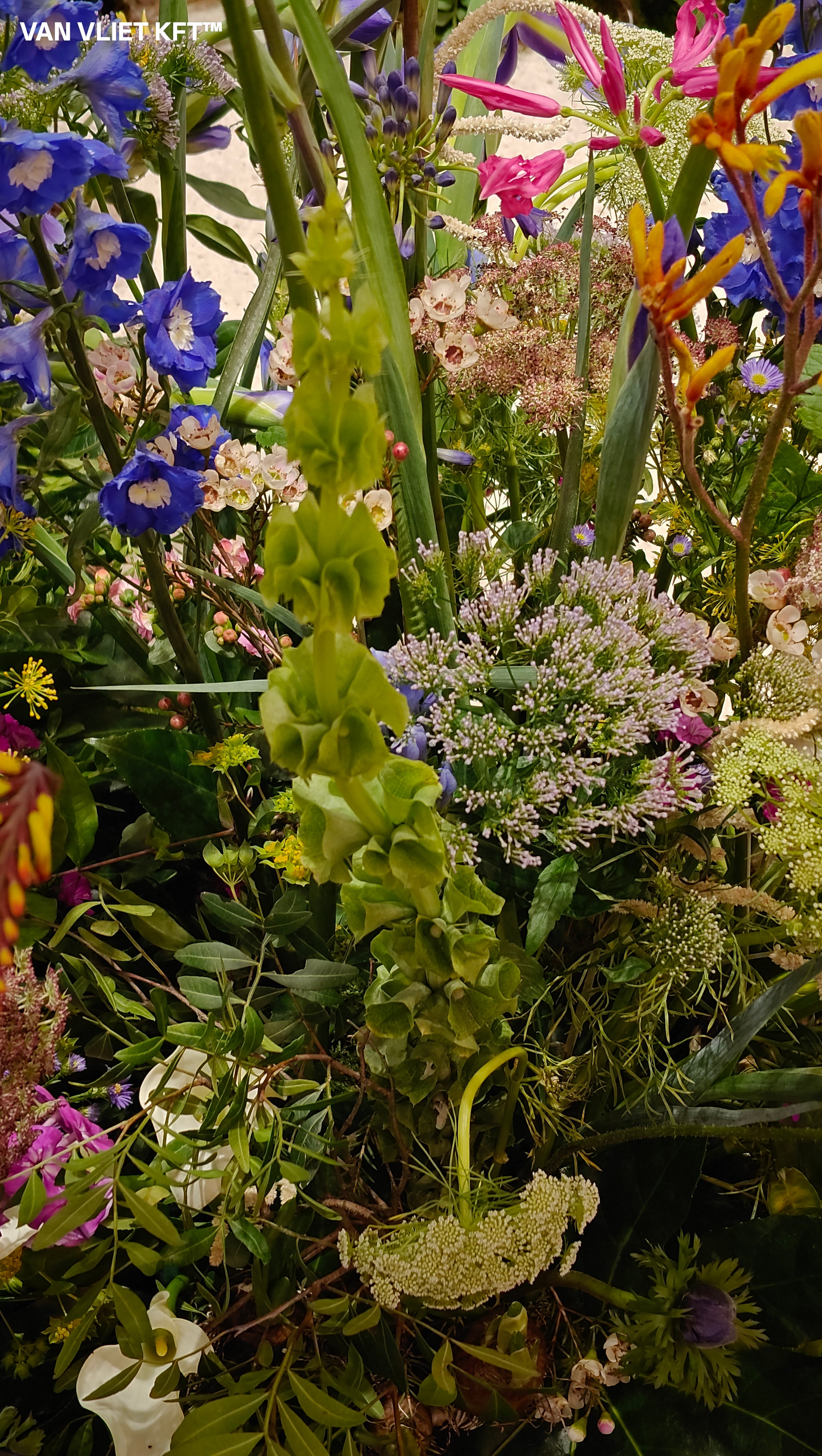 Kagylóvirág - Molucella - 0,75g