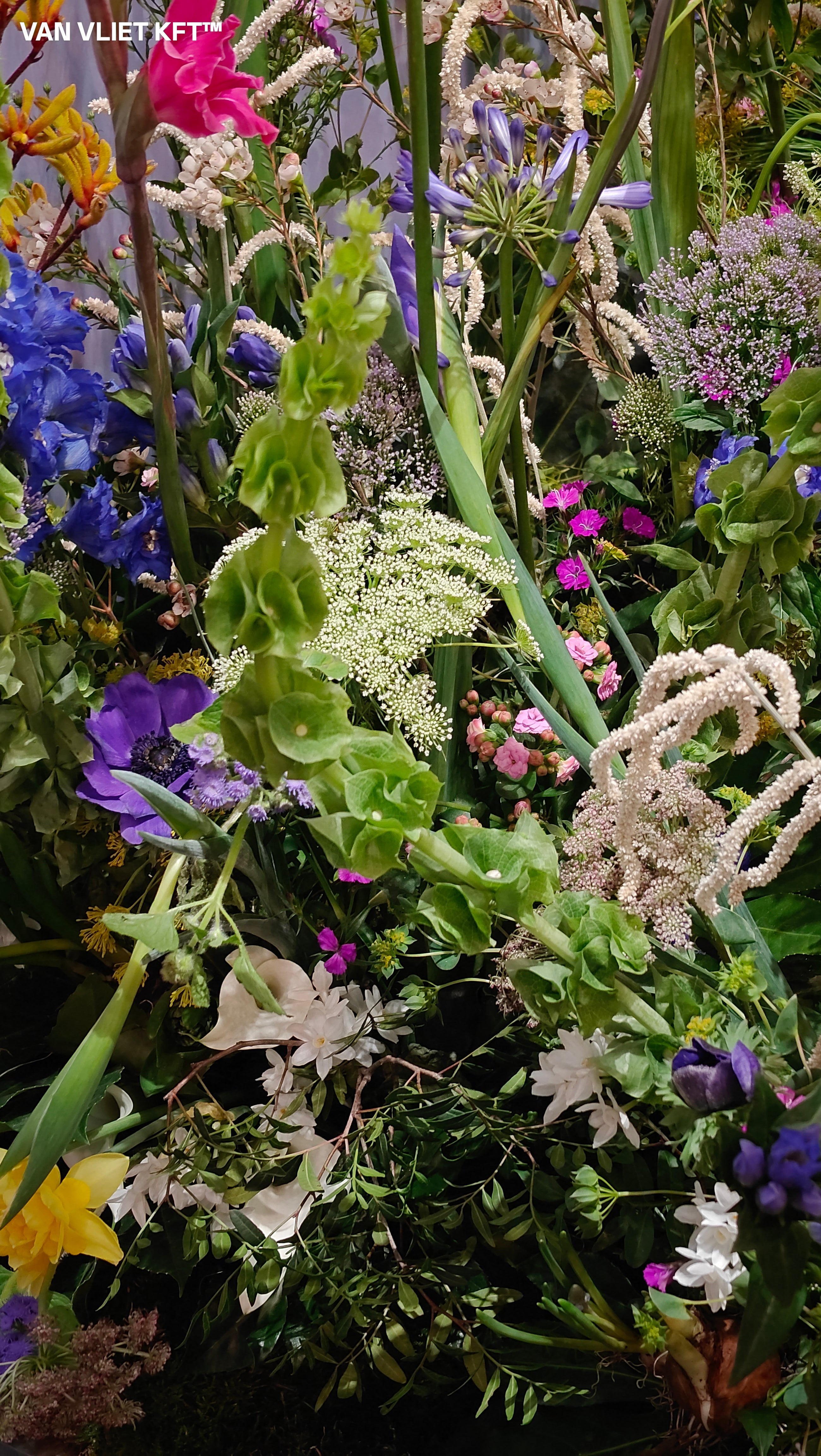 Kagylóvirág - Molucella - 0,75g