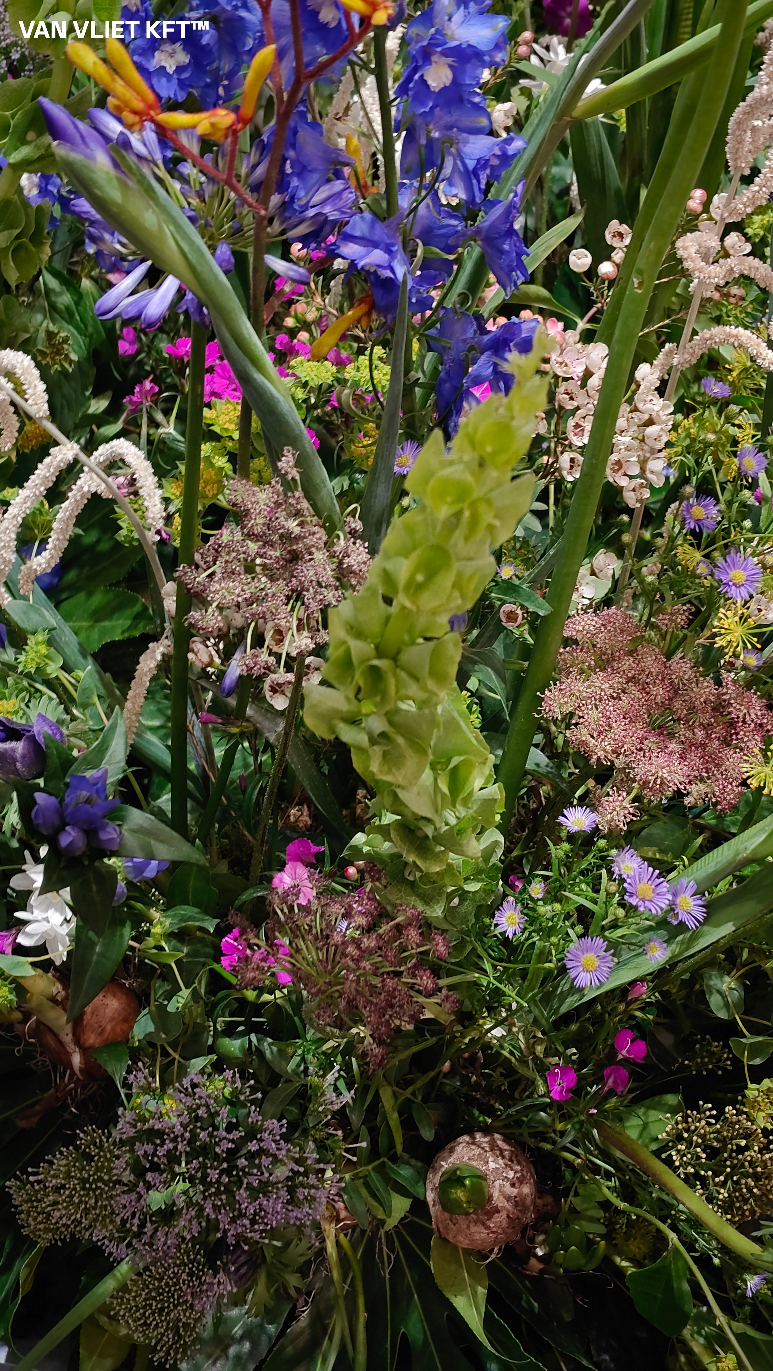 Kagylóvirág - Molucella - 0,75g