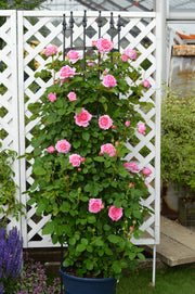 Floribunda Rózsa - Bienvenue®