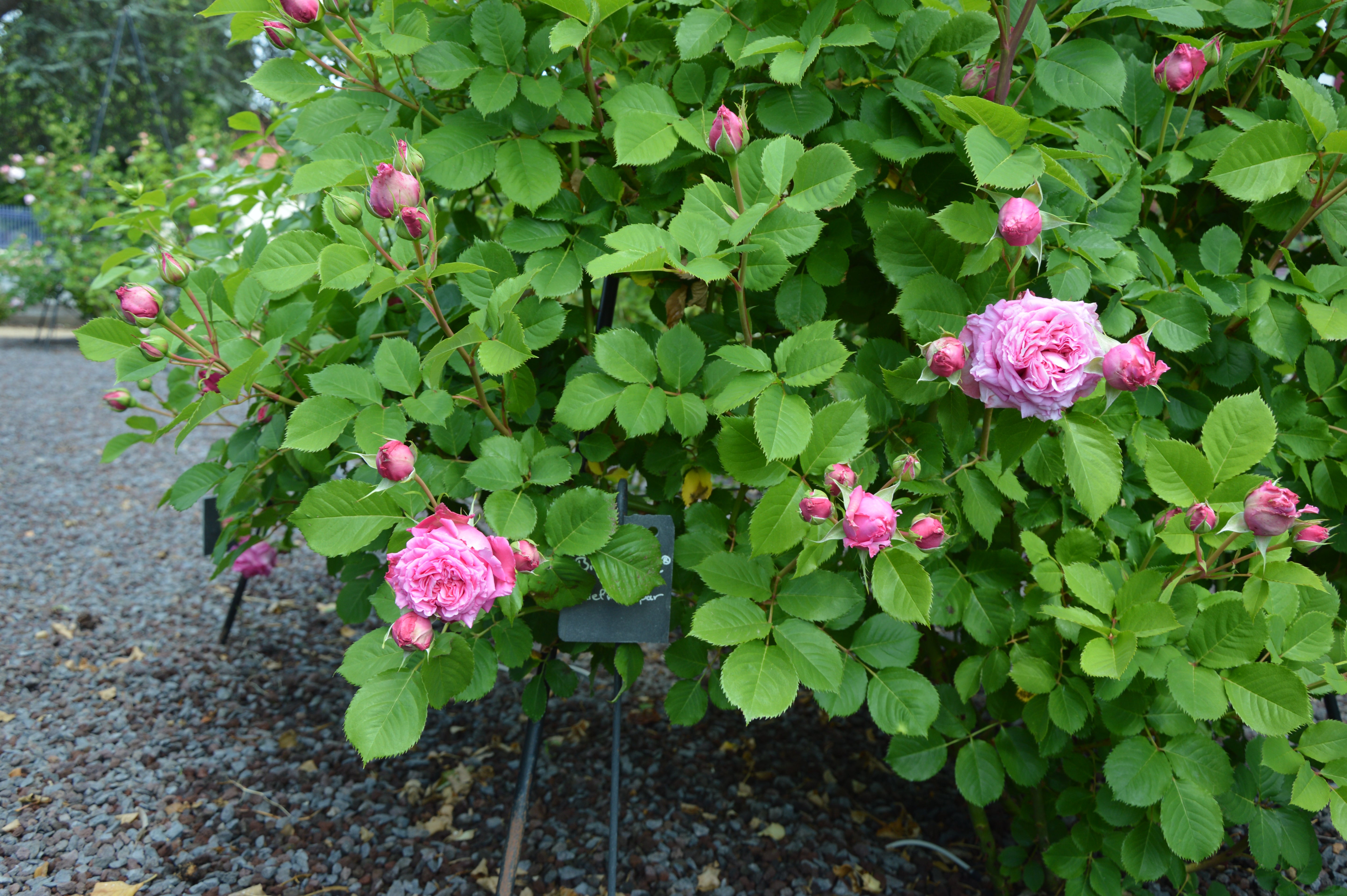 Floribunda Rózsa - Bienvenue®