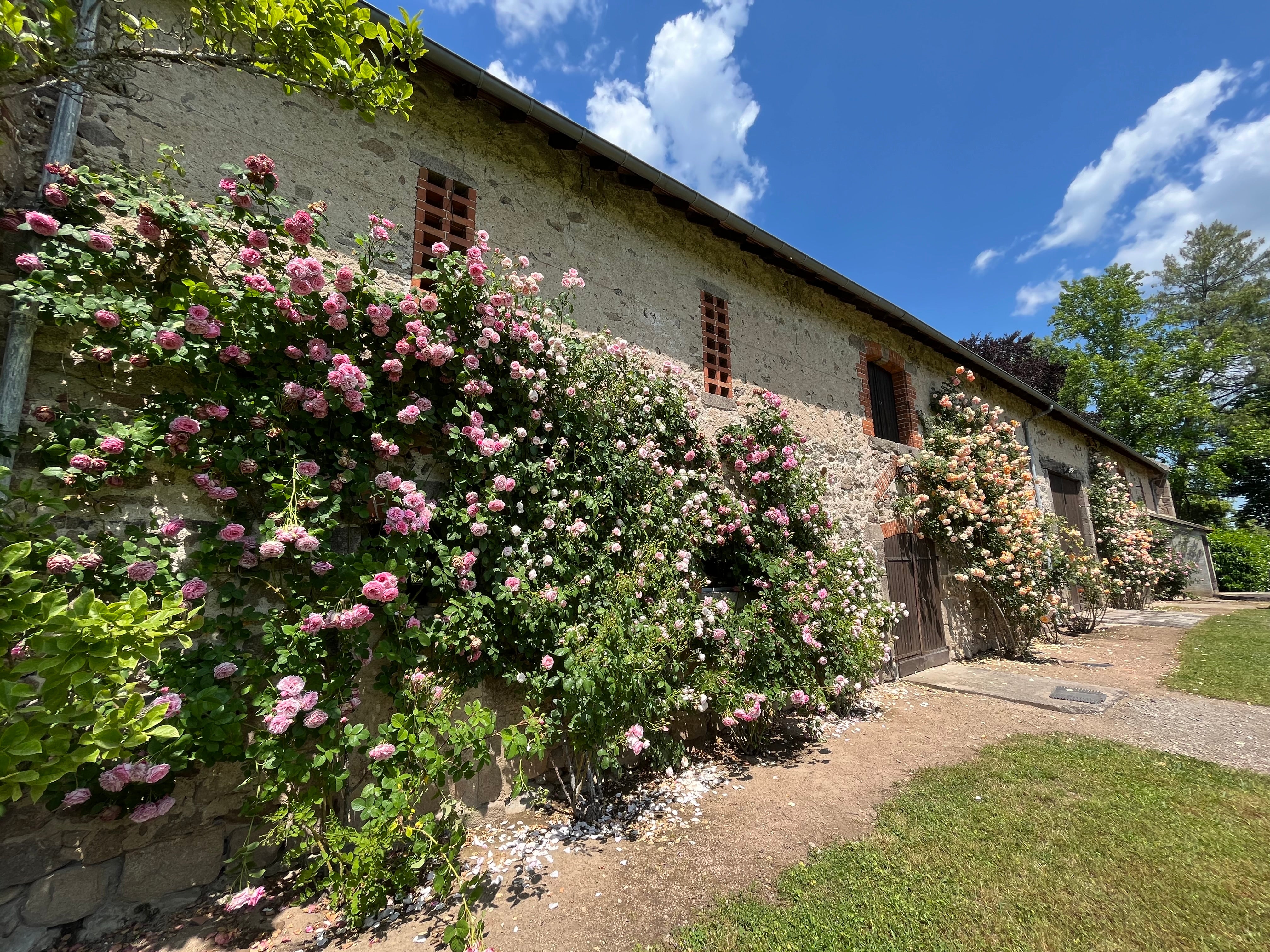 Floribunda Rózsa - Bienvenue®